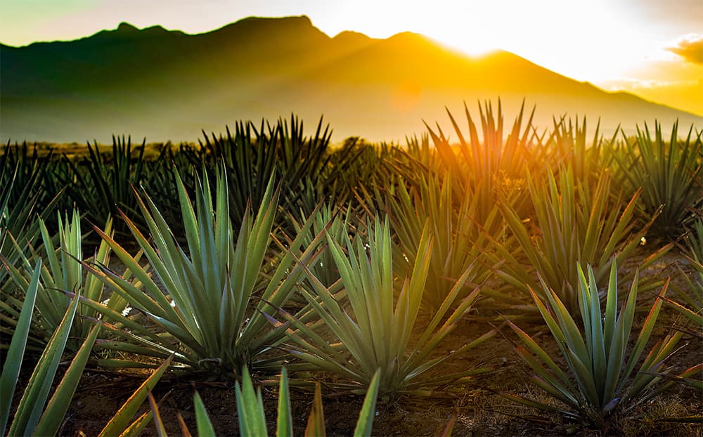 A field of Blue Agave at Sunset